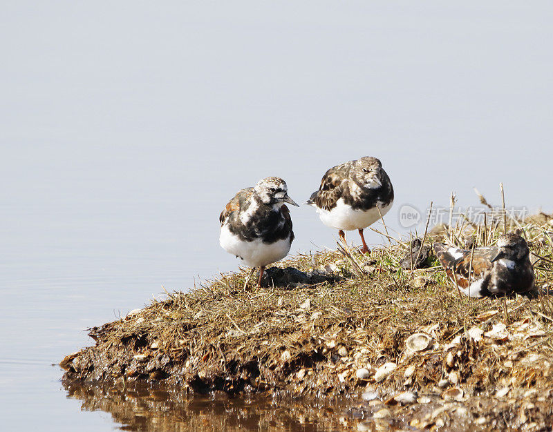 红润Turnstone (Arenaria解释)部分在夏季羽毛